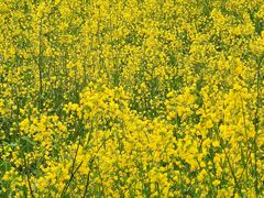 -桤木河湿地公园