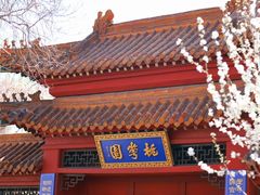 -桃花堤公园