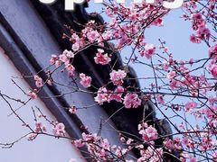 -八大山人梅湖景区