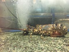 -Isla Sugbu Seafood City