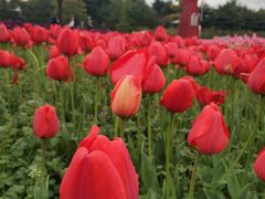 -大宁郁金香公园-停车场