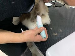 -叮叮猫咪生活馆