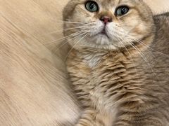 -有喵·猫咖·狗咖·30几只猫10只小狗(岗厦店)