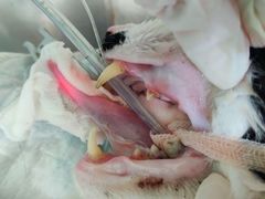 -艾贝尔宠物诊疗