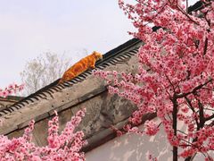 -个园