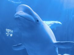 -多彩贵州城极地海洋世界