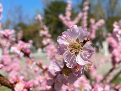 -海棠花溪(元大都城垣遗址公园)