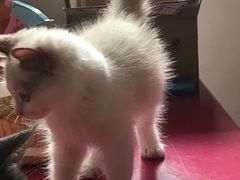 -Bastet sally猫舍购宠(静安店)