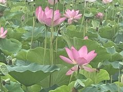 -西青郊野公园