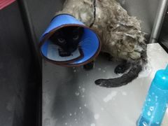 -圣宠动物医院·犬猫专科·影像中心·外科中心