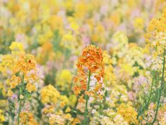 -中国天府农业博览园