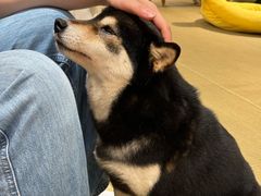 -逗柴咖啡屋·狗咖猫咖宠物桌游