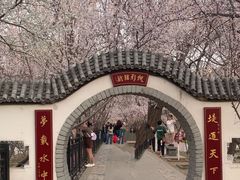 -桃花堤公园