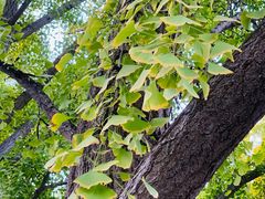 -三里屯东五街银杏大道