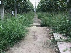 -马陆小张葡萄园农家乐