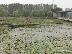 -微山湖红荷湿地景区