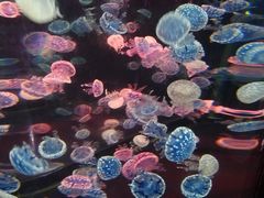 -烟台海昌鲸鲨海洋公园