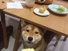 -柴务处·柴犬主题狗咖