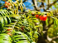 -东天目山风景区
