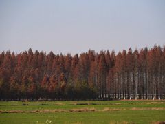 -黄海国家森林公园