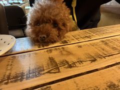 -Cafe Alice咖啡爱丽丝(奥城店)
