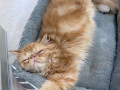 -Heymao猫咖.咖啡厅(东门店)