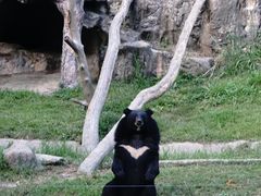 景点-清迈夜间动物园