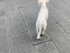 -渝绝回味碗土家洋芋饭(学道街店)
