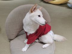 -逗柴咖啡屋·狗咖猫咖宠物桌游