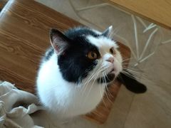 -猫咖时代(中山亭店)