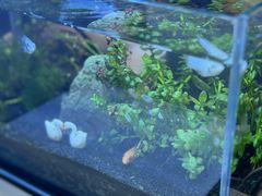 -隅乐胡椒虾·台湾菜·团建(皇岗店)