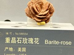 -中国地质博物馆