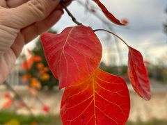 -苏家坨柳林村二月兰花海