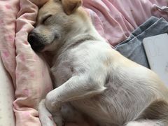 -安安宠医·安宠宠物医院