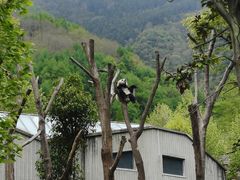 -卧龙中华大熊猫苑神树坪基地
