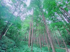 -波尔登森林公园