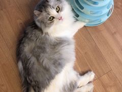 -MOYOYO猫咪咖啡店