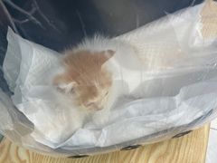 -中农大我爱我爱动物医院·核磁CT·猫病·24小时夜诊中心(石佛营店)