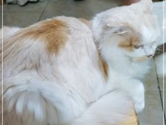 -啊马英豌豆粉