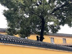 -鸣鹤古镇