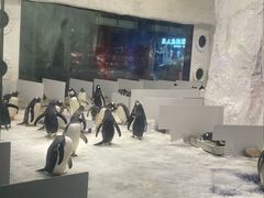 -大连圣亚海洋世界