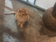 -喵屿·大理花园猫咖