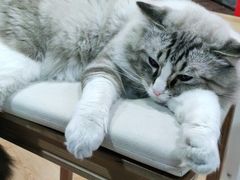 -白兔子密室(长寿路店)