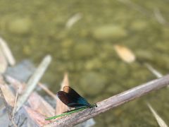 -阿依河景区