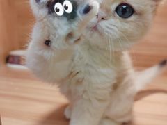 -猫十亿·布偶金渐层·曼基康矮脚猫舍(青年路店)