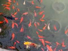 -石家庄市植物园