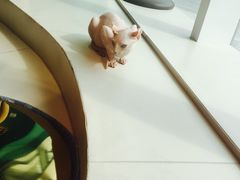 -飞行喵MR PILOT|猫舍·猫咖(静安大融城店)