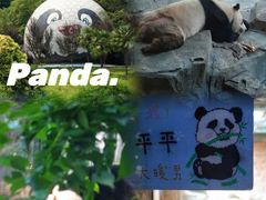 -红山森林动物园