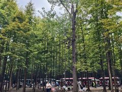 -日照海滨国家森林公园