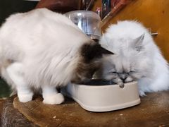 -猫猫幼稚园·撸猫·桌游·电玩